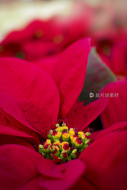 Pointsettia Flower的特写